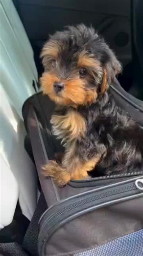 🐾 Adorable Yorkie Puppies Available for Adoption! 🐾 Our precious Yorkshire Terrier (Yorkie) puppies are ready to find their forever homes 💛 They are raised with love, well-socialized, and perfect for families, singles, and first-time pet parents. ✨ About our puppies: 🐶 Small size, big personality 🐶 Low-shedding & allergy-friendly 🐶 Loving, intelligent & playful 🐶 Great with kids and other pets 🐶 Vet-checked, healthy & happy 🐶 Early socialization and basic training started Each puppy has