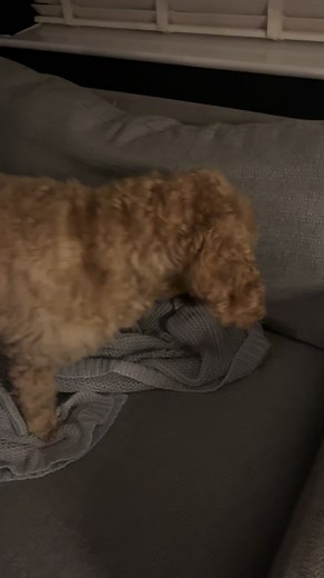 Funny Cockapoo Moments: Burying Their Bone