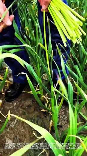 🔥 GARLIC SCAPES HARVESTING – Fresh, Crunchy & Packed with Antioxidants! 🌿🧄 #farmingtips #agriculture