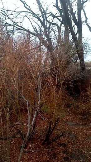The big storm. Here it comes. We moved 1000 ft lower in elevation. #mountains #camping