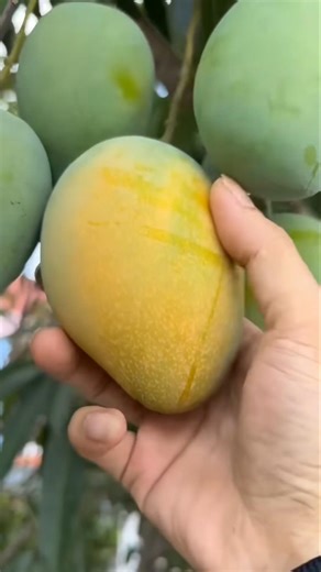 How To Cut Tasty Ripe Mango On My Farm 🥭ASMR | Fresh Fruit Cutting In MyFarm #fruits #nature