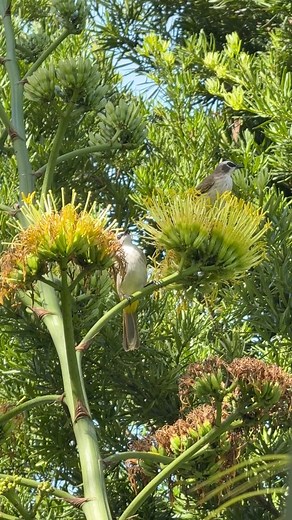 Agave blooms attract pollinators like bats, bees, and birds.This tall flower spike isn’t just beautiful it’s a vital food source in the ecosystem. 🌼🐦‍⬛🦇🐝#PlantEducationPH #AgaveEcology #AgaveFacts #PlantScience #SucculentFacts #PollinatorGarden #AgaveBloom #CactusAndSucculentsPH #BotanicalFacts #PottedHappiness #EcoFacts #NatureEducation #AgaveLife | Potted Happiness