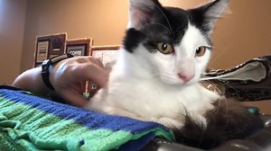 1.2K views · 53 reactions | UPDATE: ADOPTED! Pacho and his kitten...