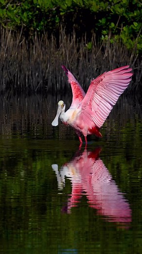 Roseate Spoonbill…☀️The spoonbills can put on quite a show, they are always a delight for photographers and nature lovers. This roseate spoonbill does a pirouette while showing off her beautiful pink wing feathers. Filmed with my Nikon Z9/600mm f/4 TC lens in the wild of Florida. #roseatespoonbill #floridawildlife #nikonz9 #reflections | Deborah Sandidge Photography