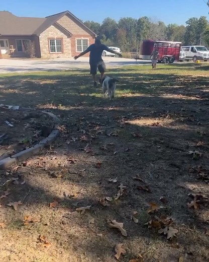 Kamp Dog Snuggle Wins Sarah’s posted up at the farm with Kamp graduates Crosby, Murphy, and Baxter — and clearly, she got to them first! You’ll hear her laughing in the video as Austin walks up, because apparently they were arguing over who got to work the boys today… and she won.  #K9Kamp #KampGraduates #FarmDays #DogTrainerLife #KampDogs #WorkingDogs #SnuggleTime | K9 Kamp Dog Training | Facebook