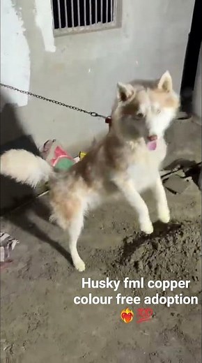 Sunday special video for Siberian husky free adoption ❤️‍🔥💯