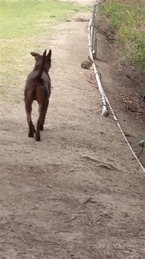 Dog's Best Elmer Fudd