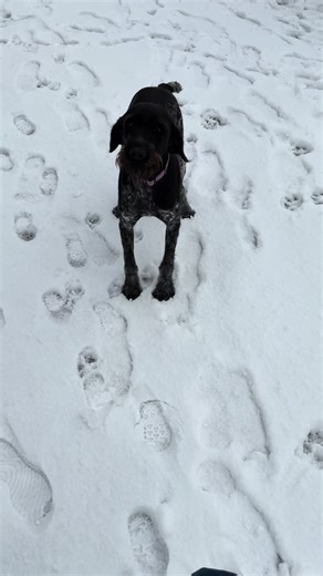 Star de la Colline des Alphas 4 ans et Charly 1 an #bébé #chien #balade #neige #huntingdog