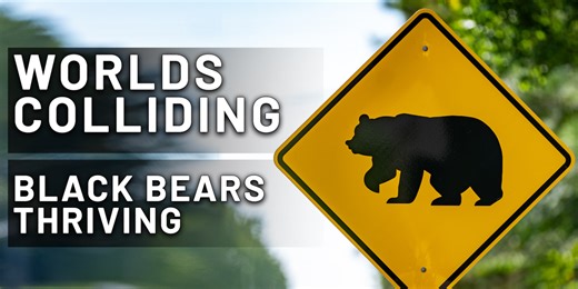 Worlds Colliding: Black bears thriving