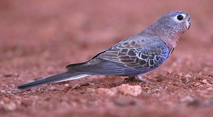 Saiba Tudo Sobre o bourke - Casa dos Pássaros