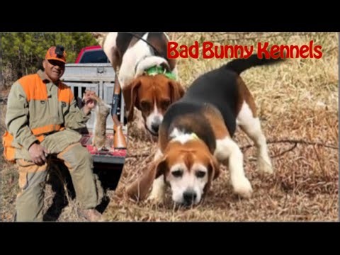 Va Rabbit Hunt EP#4 with (Bad Bunny Kennels)