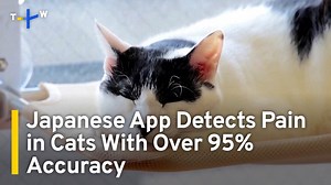 How to tell when a pet cat is unwell? AI can help. Japan has developed an app to help detect whether cats are in pain. | TaiwanPlus News