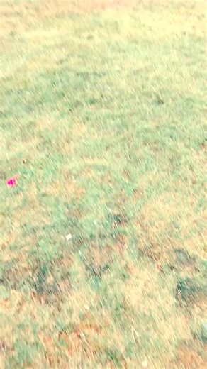 #nversion #riqueza #libertadfinanciera #quierohacermeviral #marketingdigital