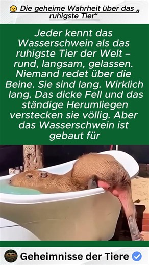 🤫 Die geheime Wahrheit über das „ruhigste Tier“
