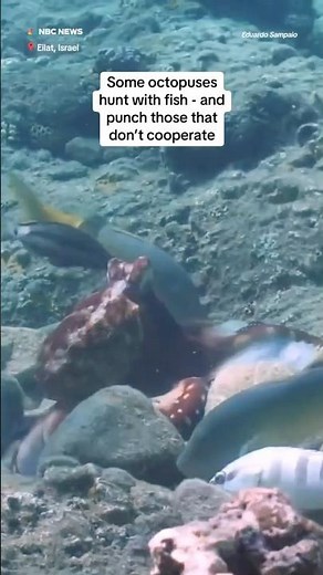 Octopuses punch fish in hunting groups who don’t cooperate ￼