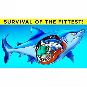 21K views · 579 reactions | Worst Animal Parents From mothers encouraging sibling violence to sneaky abandonment tactics and even hungry mommas chowing down on their own spawn for lunch, coming up are some of the worst animal parents around. | Be Amazed | Facebook