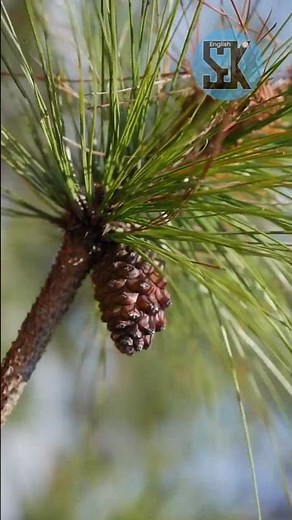 The Adaptation of Pine Trees: Needle-Like Leaves 🌲🌿 #PineNeedles #TreeAdaptations #YTShorts| SGK E
