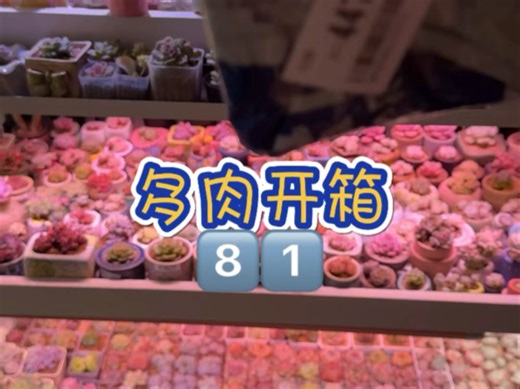 0.5L小喷壶、园艺工具