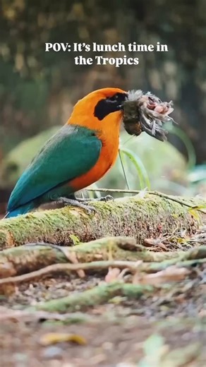 1.3K views · 95 reactions | It’s lunch time in the Tropics !...