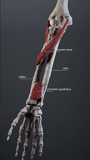 How Your Arm Really Moves (Anatomy Explained) #ArmMovement