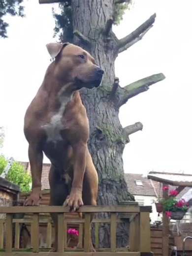 Bugzy lies sprawled across the lawn like a puddle of fur, creating a surreal and hilarious illusion. Set in a cozy backyard with a wooden fence and large tree in the background, the scene looks as if the dog couldn’t handle the heat and completely liquefied into the grass. #dog #capcut #fy #fyp #viral
