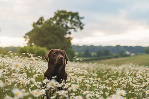 How To Massage A Dog With Weak Rear Legs - Cuteness