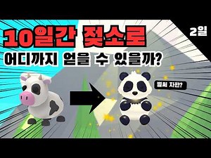 입양하세요 10일간 젖소로 시작해 어떤 펫을 얻을 수 있을까? 2일차