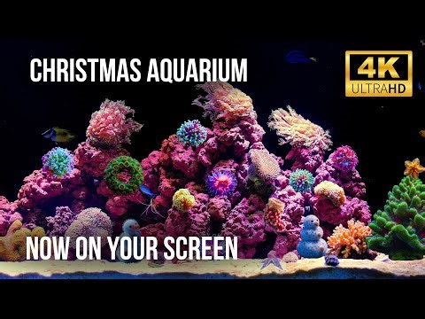 🐠 12 Hours of Cozy New Year Aquarium 4K | Natural Water Sounds & Coral Beauty