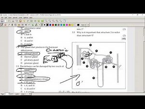 Test Practice Questions on Excretory system