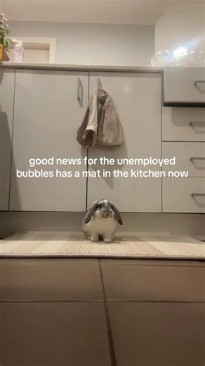 bubbles benjamin button 🫧 on Instagram: "wonderful news #cute #bunny #rabbitsofinstagram #rabbitlove #silly"