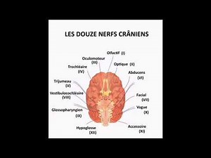 Memorize the cranial nerves and their functions (mnemonics)