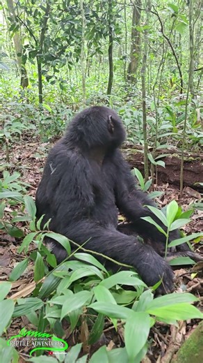 Chimps in the wild in Uganda! #shorts