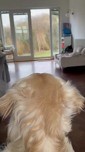 7.2M views · 256K reactions | Welcome home Minnie 梁❤️ love meetsdog life | Viza Store 2311 | Facebook