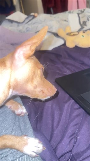 Alexa, watching other dogs on my computer while I’m trying to work | Linda Judy | Facebook