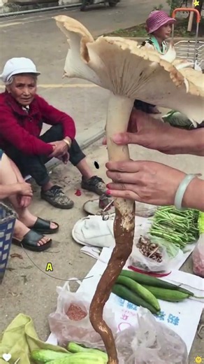 Can I eat this mushroom? Is it poisonous?#mushroom #safe
