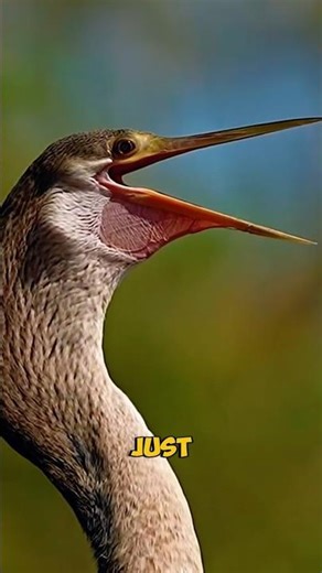 The Snakebird That Turns Lakes into Horror Movies! #birds #animals #shorts