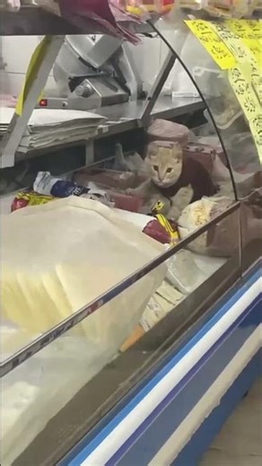 Kitten Caught Exploring Supermarket Deli Case