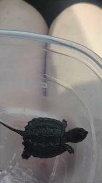 Watch us save Walter the baby snapping turtle. #rescueanimals #saveturtles #turtle #babyturtle