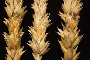 Fusarium research under watch: How science and regulation work together to protect U.S. agriculture