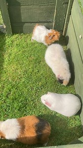 Teddy family from Sept 2021. From the top : Bumble, Epicurus, Milky Way & Xenocrates. 🐹 Epicurus was the mum of Milky Way & Xenocrates. Bumble is the daughter of Xenocrates (1st litter : June 2021). Happy memories here. #2021memories #guineapigs #FridayFeeling #fypageシ #like #share #thankyou | Bucks Guinea Pig Talks