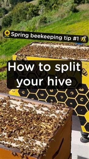 Learn how to split your hive with Pete 🐝🙌🏼 Spring is the perfect time to get started with a new colony. If you have a large, healthy hive, it is possible to create a new colony from it by making what is called a split. “Splitting” is a cost-effective way of establishing a new hive and one of the best gifts an experienced beekeeper can give someone new to the hobby. #BeeEducation #hivesplit #hivemaintenance #springmanagement