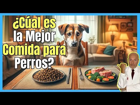 🔴 ¿CUAL ES LA MEJOR COMIDA PARA PERROS? 🔴