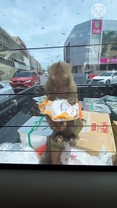 Monkeys loot the trunk of a car | Goodlife Productions