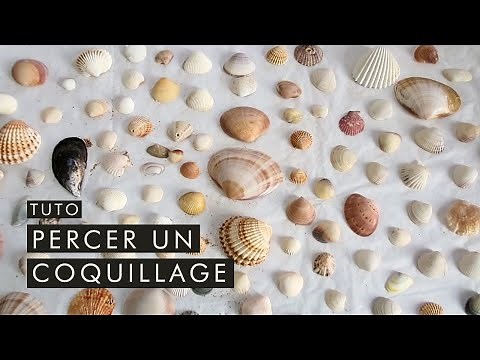 [Tutorial] How to drill a seashell? Turn your vacation souvenirs into jewelry