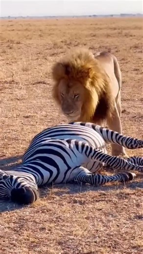 Animals Rebellion | Zebra farts and gets saved! | Instagram
