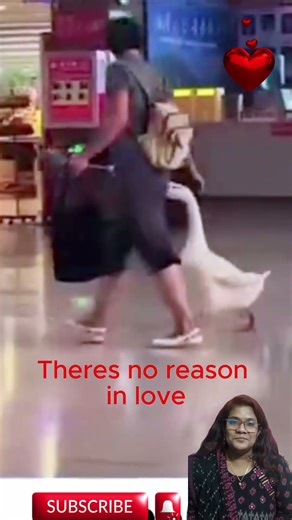 Animals Showing Pure Love and Care