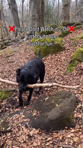Jumping on the trend 🤣 #dogsofinstagram #mydog #dogreels #trendingreelsvideo #labrador | Leo_Da_Lab07