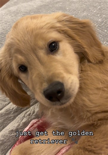 the cutest boy 🐾 #goldenretriever #puppylife #dogfriendly #goldenboy #goldenretrieverlife