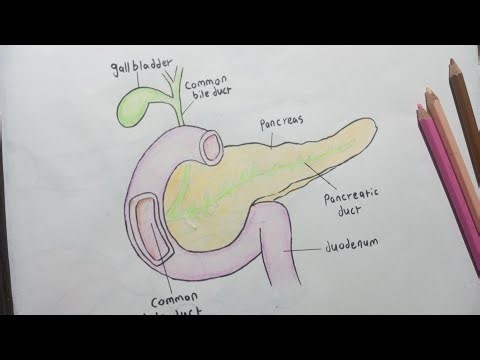 Pancreas Diagram | Label Drawing Pancreas | How To Draw Pancreas Step By Step