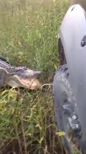 Yeah personally I wouldn’t fw any crocodilian 😵‍💫 | Animals TV